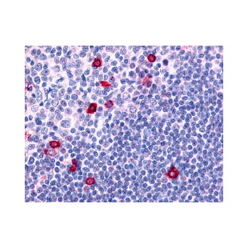 CNR2 / CB2 (Internal) antibody