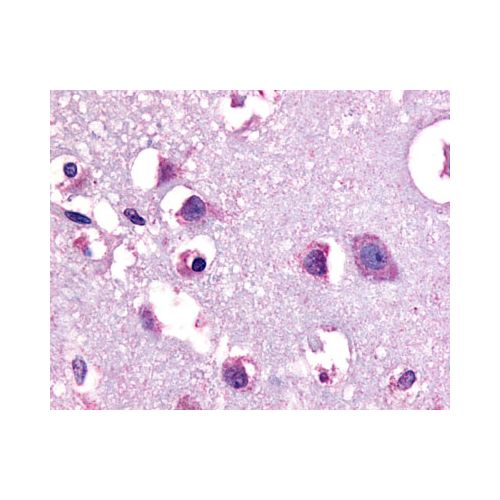 CRF1 (N-Terminus) antibody