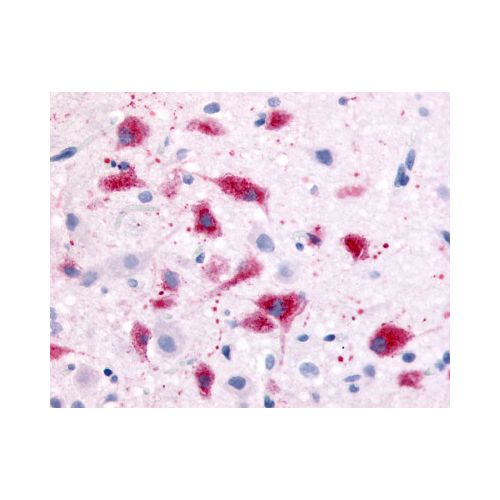 CRF1 (N-Terminus) antibody