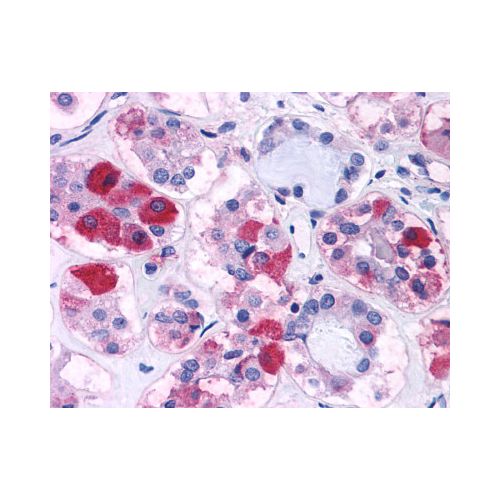 CRF1 (N-Terminus) antibody