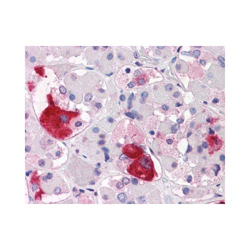 CRHR2 (N-Terminus) antibody