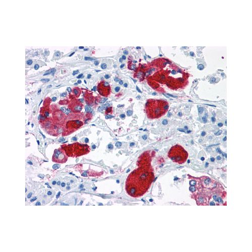 CRHR2 (N-Terminus) antibody