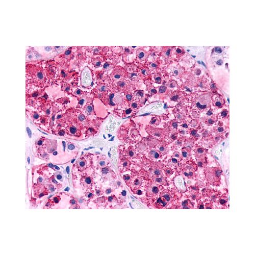 CRHR2 (N-Terminus) antibody