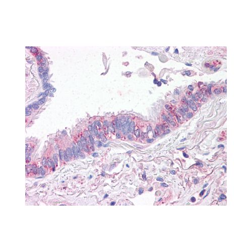 CTR1 (Internal) antibody