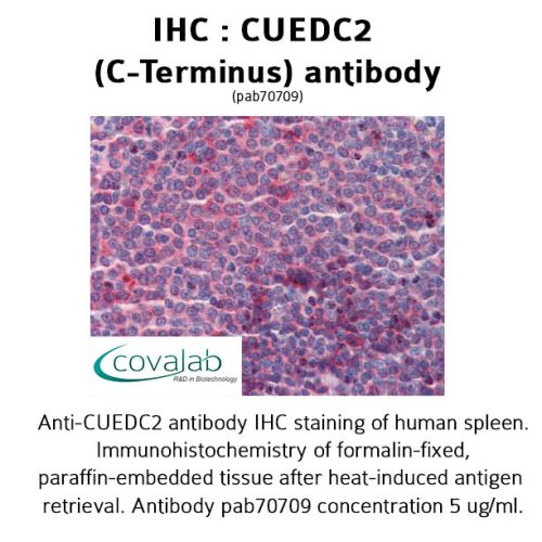 CUEDC2 (C-Terminus) antibody