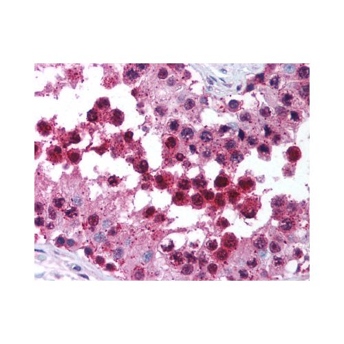 CUL9 / Cullin 9 (C-Terminus) antibody