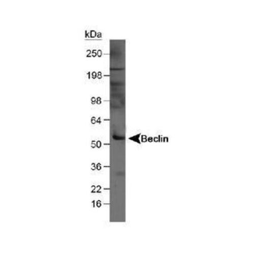 Beclin-1 antibody