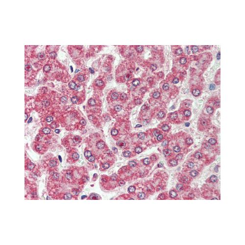 CXADR (Internal) antibody