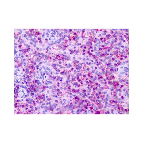 CXCR1 (C-Terminus) antibody
