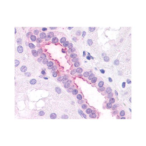 CXCR2 (N-Terminus) antibody
