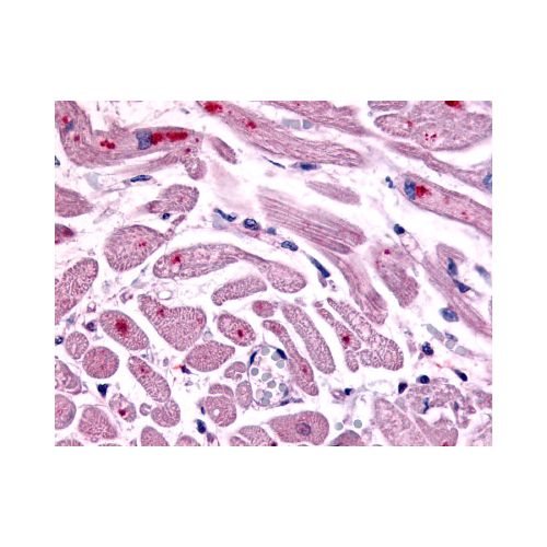 CXCR4 (Cytoplasmic Domain) antibody