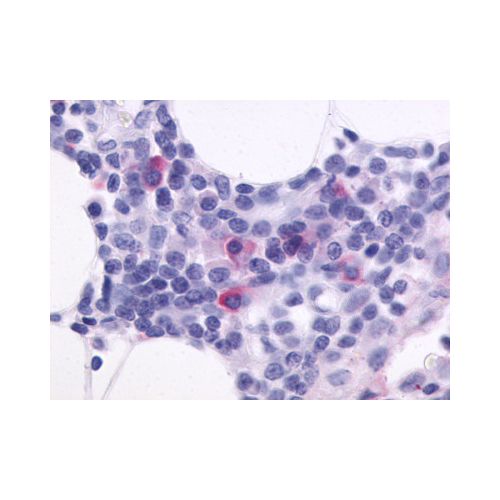 CXCR5 (C-Terminus) antibody