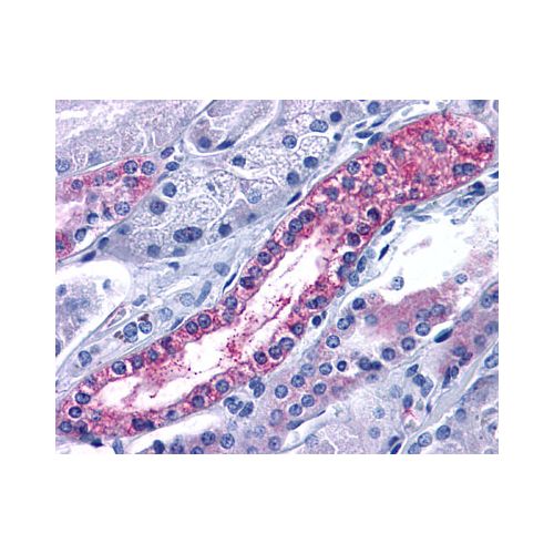 CXCR7 (Extracellular Domain) antibody