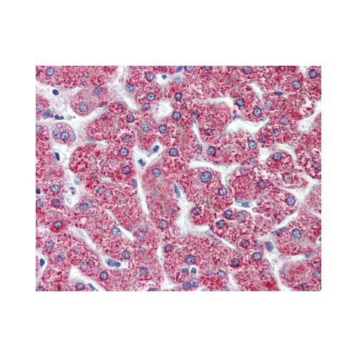 CYSLTR2 / CYSLT2 (N-Terminus) antibody