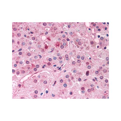 DAX1 (C-Terminus) antibody