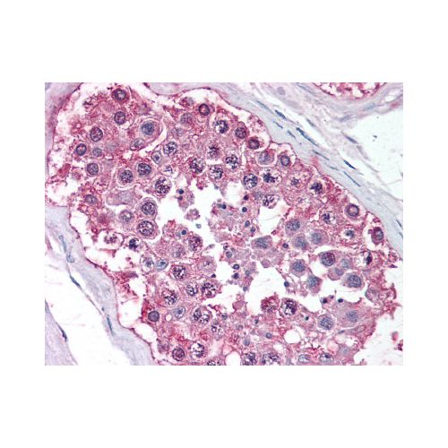 DAX1 (Ligand-binding Domain) antibody