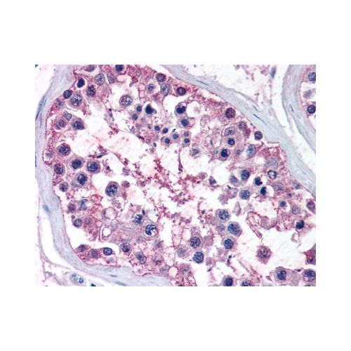 DAX1 (N-Terminus) antibody