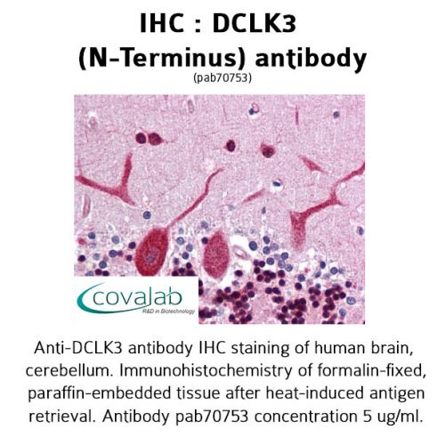 IHC : DCLK3 (N-Terminus) antibody<br/>(pab70753)<br/>Anti-DCLK3 antibody IHC of human brain, cerebellum. Immunohistochemistry of formalin-fixed, paraffin-embedded tissue after heat-induced antigen retrieval. Antibody concentration 5 µg/ml.