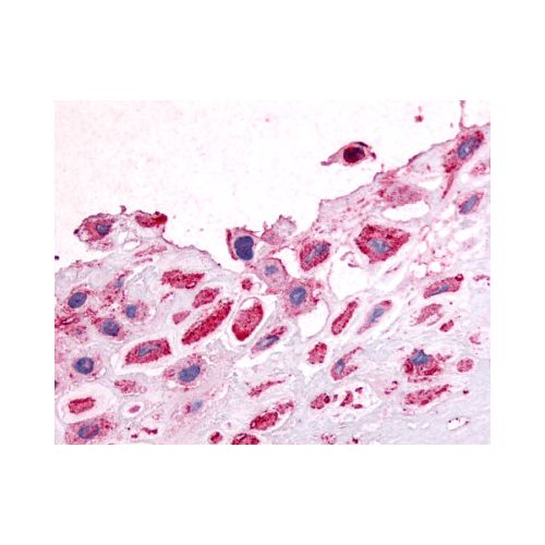 DDR1 / MCK10 (N-Terminus) antibody