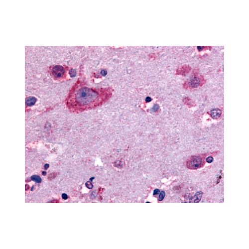 Delta Opioid Receptor (C-Terminus) antibody