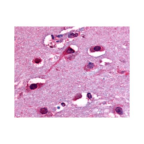 Delta Opioid Receptor (C-Terminus) antibody