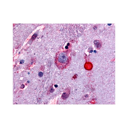 Delta Opioid Receptor (Extracellular Domain) antibody
