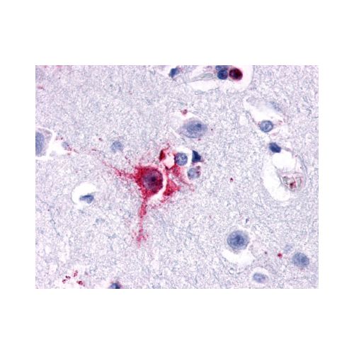 Delta Opioid Receptor (N-Terminus) antibody