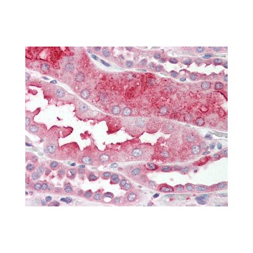 DHRS7 (C-Terminus) antibody