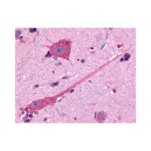 Dopamine D2 Receptor (Cytoplasmic Domain) antibody