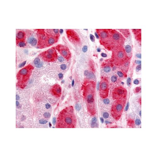 DPP7 / DPP2 (Extracellular Domain) antibody