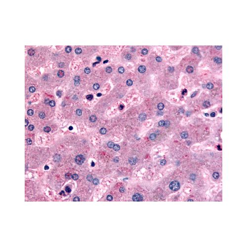 DPP9 (Internal) antibody