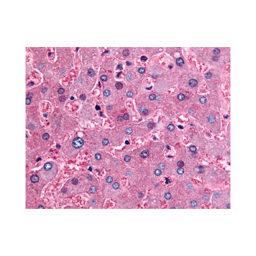 DPP9 (Internal) antibody