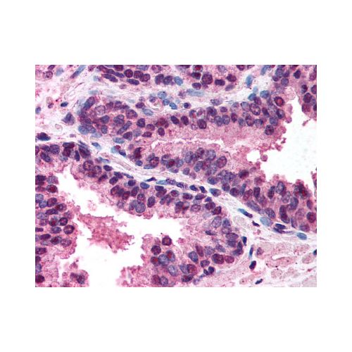 DR5 (C-Terminus) antibody