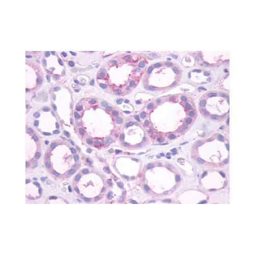 DRD1 / Dopamine Receptor D1 (C-Terminus) antibody
