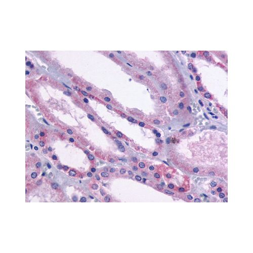 DRD1 / Dopamine Receptor D1 (Cytoplasmic Domain) antibody