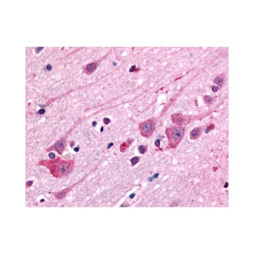 DRD1 / Dopamine Receptor D1 (Extracellular Domain) antibody