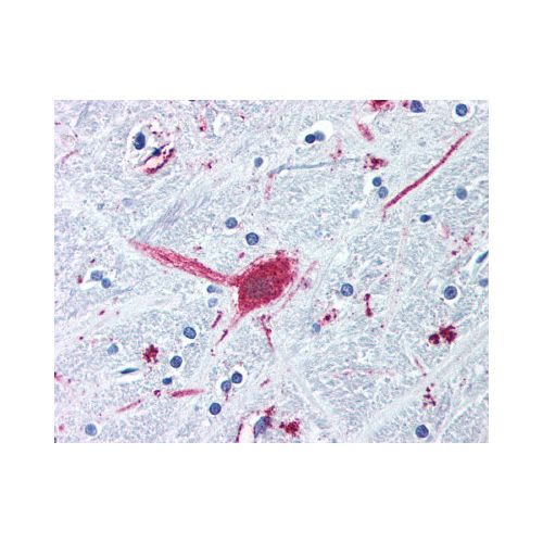 DRD3 / Dopamine Receptor D3 (Cytoplasmic Domain) antibody