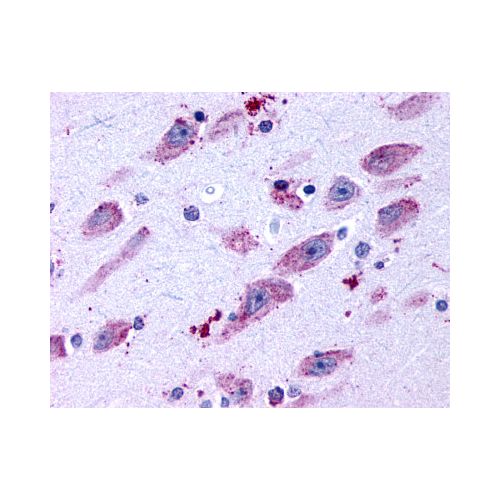 DRD4 / Dopamine Receptor D4 (C-Terminus) antibody