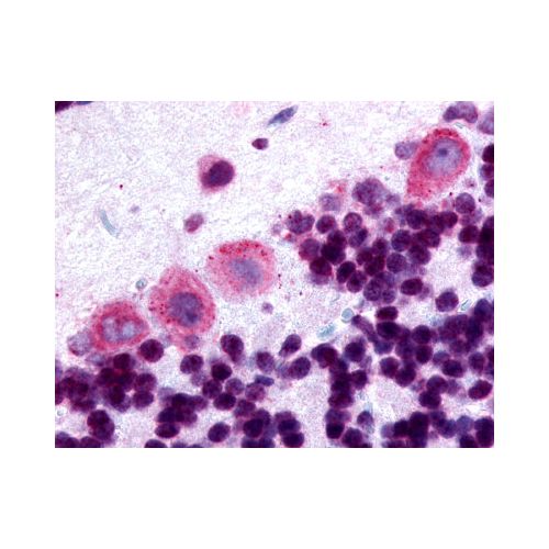 DRD5 / Dopamine Receptor D5 (Cytoplasmic Domain) antibody