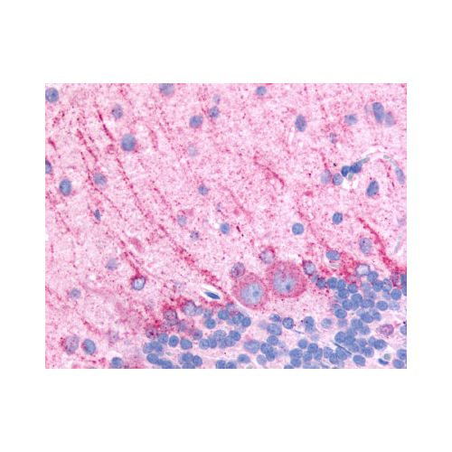 DRD5 / Dopamine Receptor D5 (Extracellular Domain) antibody