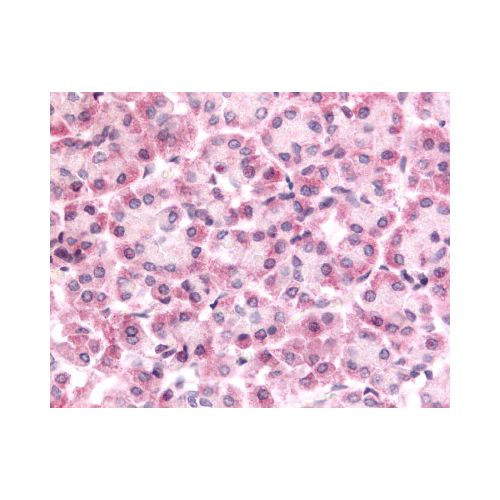 DUSP22 (Internal) antibody