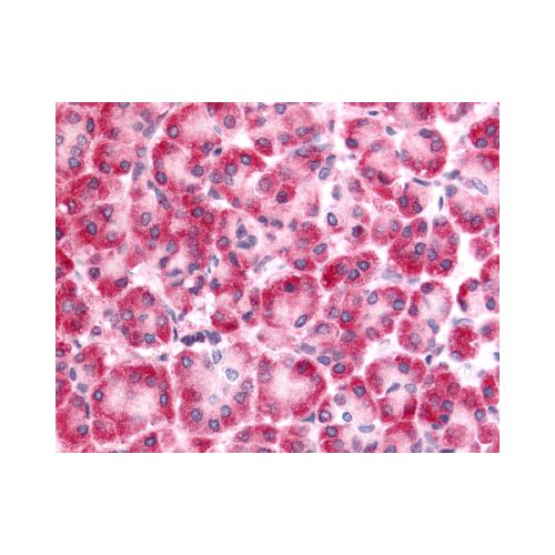 DUSP22 (Internal) antibody