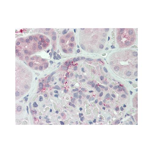 DUSP22 (N-Terminus) antibody