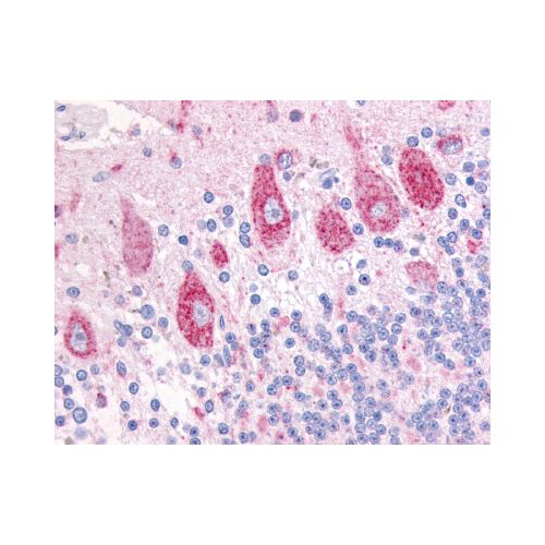 DUSP23 (Internal) antibody
