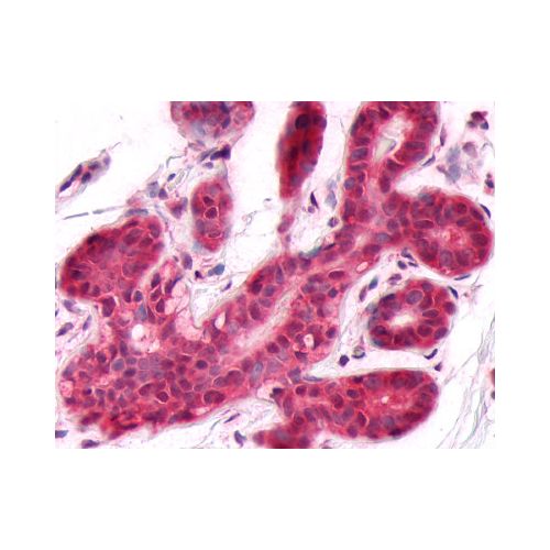 DUSP26 (C-Terminus) antibody