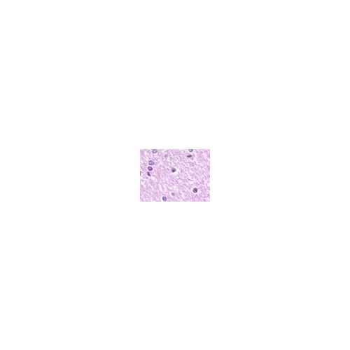 EDG2 (N-Terminus) antibody