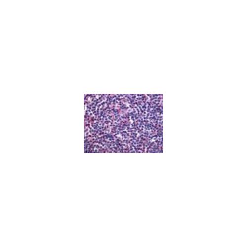 EDG6 (Cytoplasmic Domain) antibody