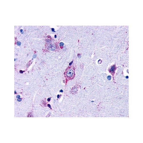 EDG7 (Cytoplasmic Domain) antibody