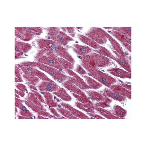 EDG7 (Internal) antibody