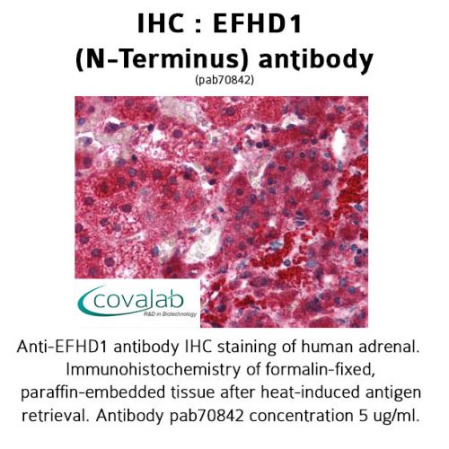 EFHD1 (N-Terminus) antibody